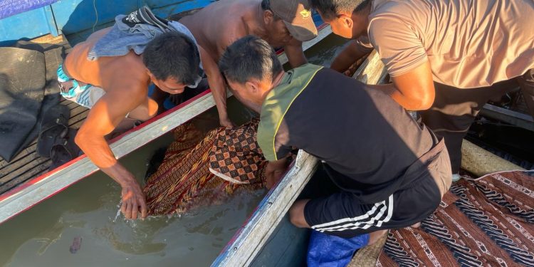 Diterkam Buaya, Wanita Paruh Baya Ditemukan Tak Bernyawa
