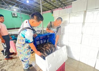 Ekspor Belut Wajib Kantongi Sertifikat Kesehatan
