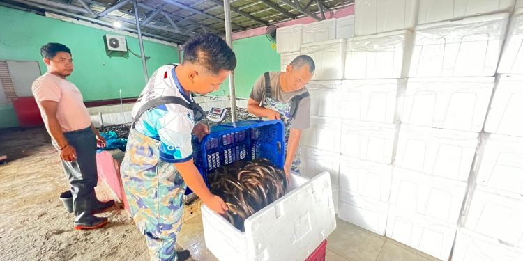 Ekspor Belut Wajib Kantongi Sertifikat Kesehatan