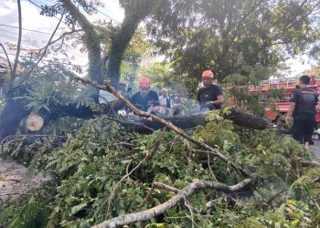 Pohon Tumbang di Jalan Belitung Darat, Diduga Tersenggol Tronton Bermuatan