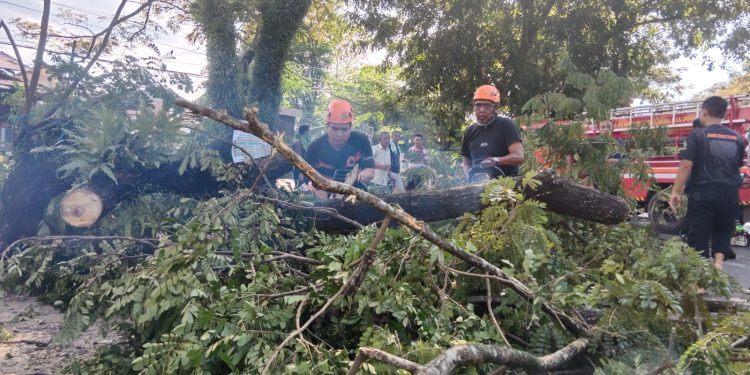 Pohon Tumbang di Jalan Belitung Darat, Diduga Tersenggol Tronton Bermuatan