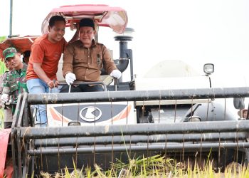 Panen Raya di Desa Berangas, Sayed Jafar Dorong Peningkatan Produktivitas Pertanian