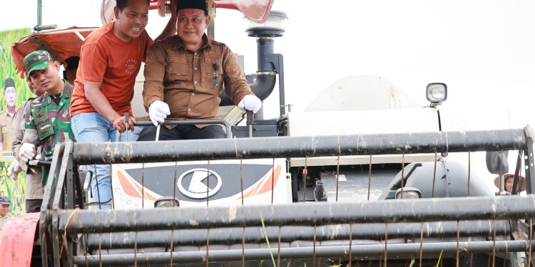 Panen Raya di Desa Berangas, Sayed Jafar Dorong Peningkatan Produktivitas Pertanian