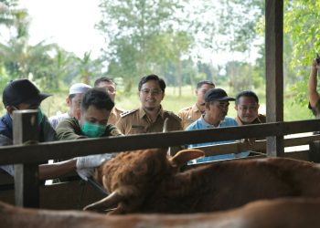 Aulia Ingatkan Hewan Qurban Harus Memenuhi Kaidah Agama dan Kesehatan