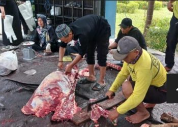 Potong 8 Ekor Sapi, Pemkab Tanbu Berqurban Atas Nama Petugas Kebersihan dan Honorer