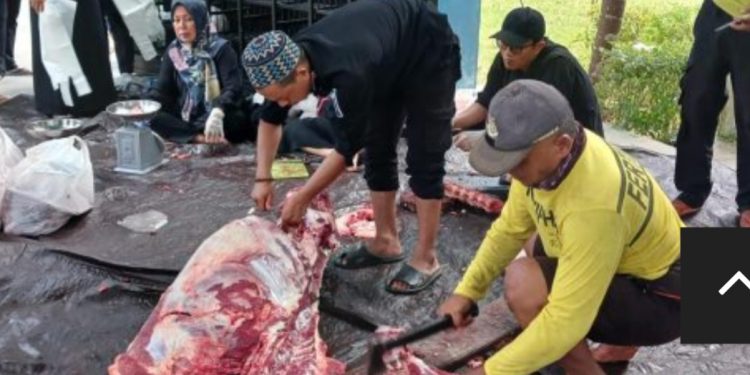 Potong 8 Ekor Sapi, Pemkab Tanbu Berqurban Atas Nama Petugas Kebersihan dan Honorer