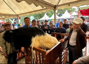 Meriahkan Hari Bhayangkara Ke-78, Polres Tanbu Gelar Kontes Kambing
