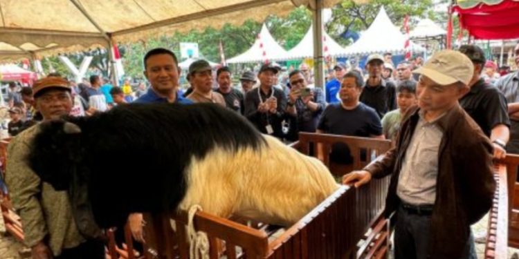 Meriahkan Hari Bhayangkara Ke-78, Polres Tanbu Gelar Kontes Kambing