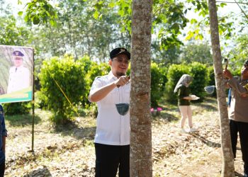 Sadap Perdana di Desa Labunganak, Aulia Dorong Peningkatan Produksi Karet