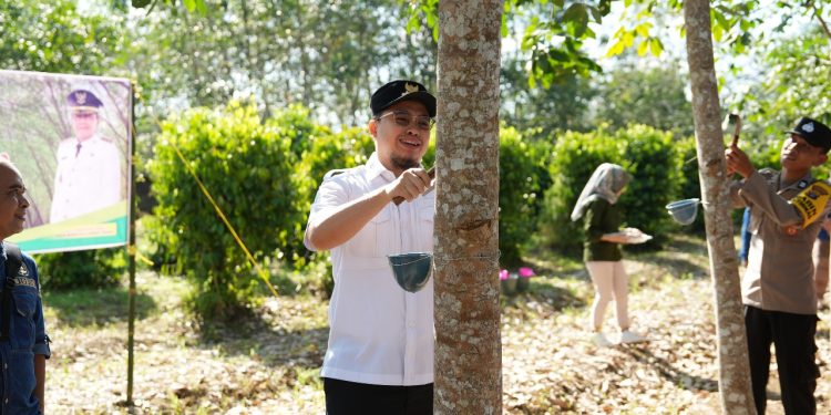 Sadap Perdana di Desa Labunganak, Aulia Dorong Peningkatan Produksi Karet
