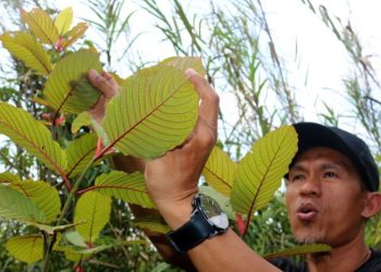 Mengenal Khasiat Kratom, Tanaman Herbal yang Viral Diperdebatkan