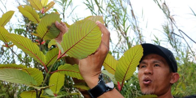 Mengenal Khasiat Kratom, Tanaman Herbal yang Viral Diperdebatkan