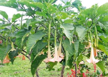 Apakah Buah Kecubung Termasuk Narkoba? Bisa Sebabkan Halusinasi pada Manusia