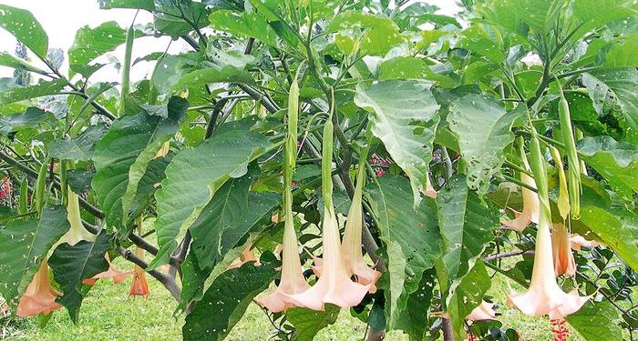 Apakah Buah Kecubung Termasuk Narkoba? Bisa Sebabkan Halusinasi pada Manusia