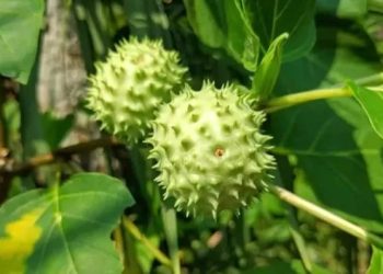 Kapolres Kotabaru: Jangan Coba-Coba Mengonsumsi Buah Kecubung, Ini Dampaknya