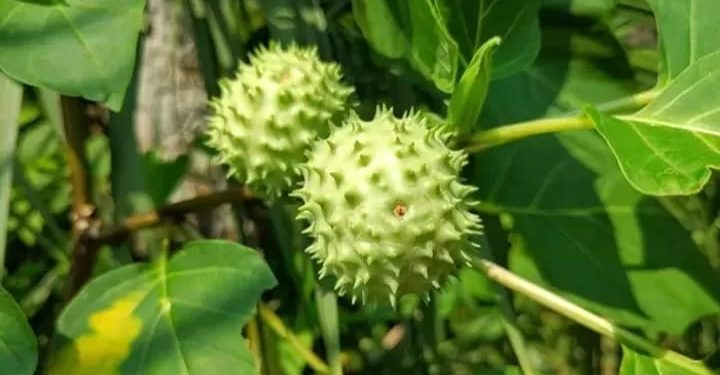 Kapolres Kotabaru: Jangan Coba-Coba Mengonsumsi Buah Kecubung, Ini Dampaknya