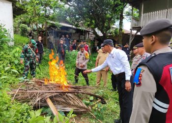 Antisipasi Penyalahgunaan, Puluhan Tanaman Kecubung Dimusnahkan