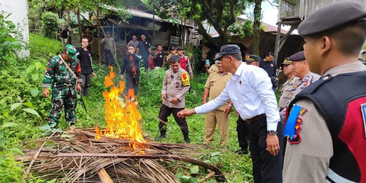 Antisipasi Penyalahgunaan, Puluhan Tanaman Kecubung Dimusnahkan