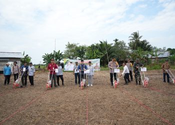 Manfaatkan Lahan Kosong, Bupati Aulia Ajak Masyarakat Tanam Jagung Hibrida