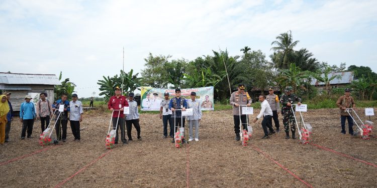 Manfaatkan Lahan Kosong, Bupati Aulia Ajak Masyarakat Tanam Jagung Hibrida