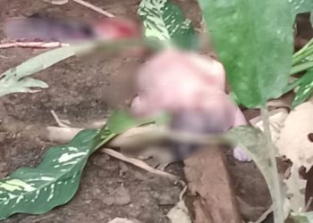 Geger! Bayi Laki-Laki Ditemukan Tak Bernyawa, Lengkap dengan Tali Pusarnya