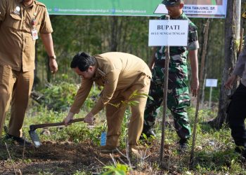 Bupati Aulia Tanam Perdana Pohon Durian di Gunung Titi