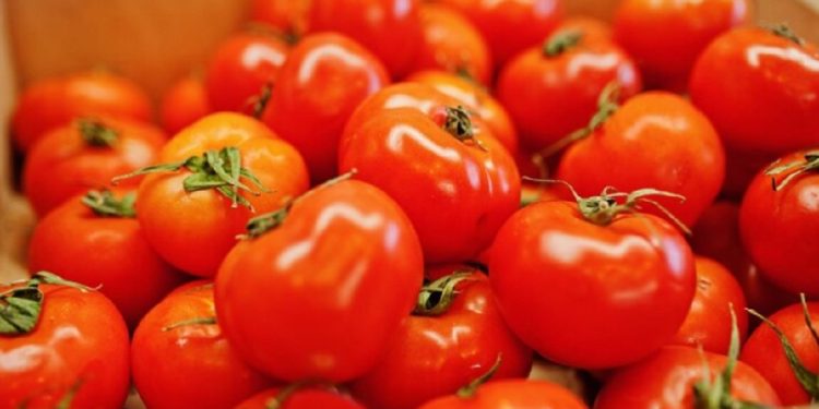 5 Manfaat Konsumsi Tomat bagi Kesehatan, Bisa Perkuat Imunitas Tubuh!