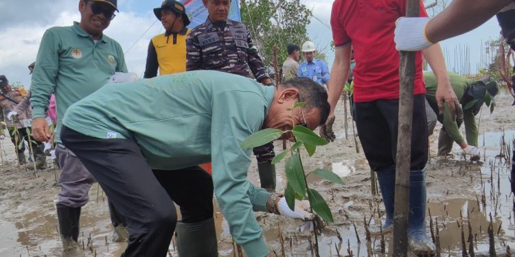 Cegah Abrasi, Ribuan Mangrove dan Cemara Laut Ditanam di Desa Semisir