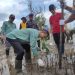 Cegah Abrasi, Ribuan Mangrove dan Cemara Laut Ditanam di Desa Semisir