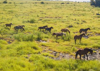 Sumba: Surga Eksotis di Wilayah Timur Indonesia