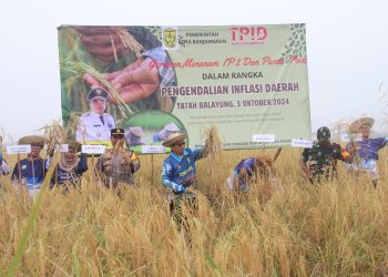 Panen Raya di Tanjung Pagar, 1 Hektare Lahan Hasilkan 5,5 Ton GKP
