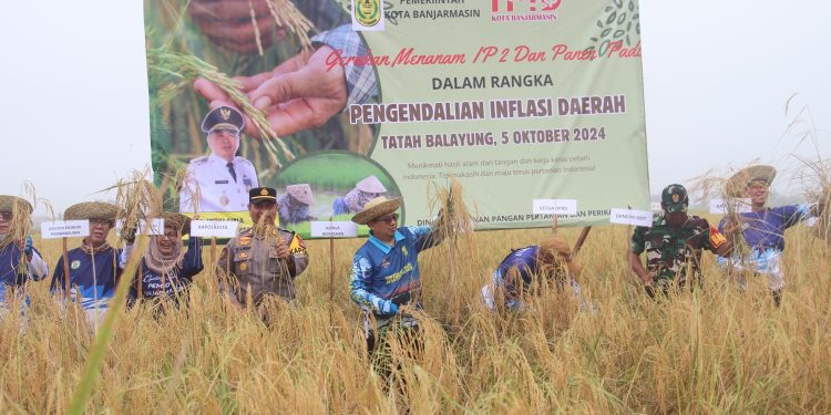 Panen Raya di Tanjung Pagar, 1 Hektare Lahan Hasilkan 5,5 Ton GKP