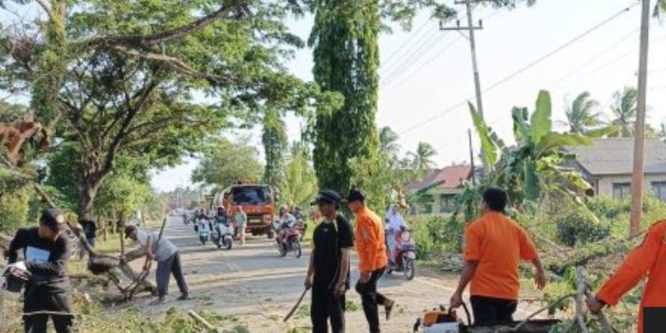 BPBD Bergerak Cepat Tangani Pohon Tumbang yang Ganggu Jalan