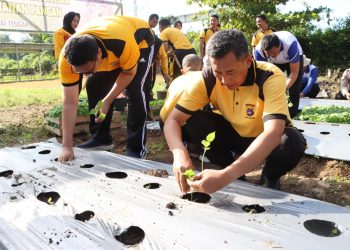 Dukung Program Ketahanan Pangan, Kapolres HST Tanam Cabai dan Singkong