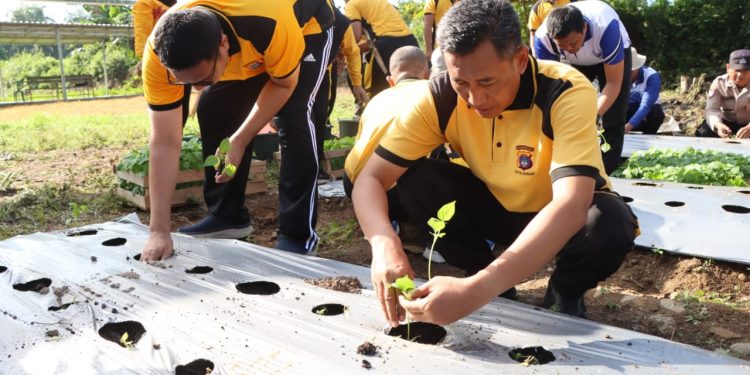 Dukung Program Ketahanan Pangan, Kapolres HST Tanam Cabai dan Singkong