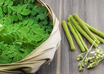 Telur dan Daun Kelor Jadi Alternatif Susu di Program Makan Bergizi Gratis, Gizinya Setara?