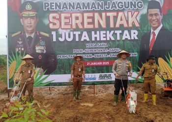 Penanaman Jagung Serentak, Tanbu Siapkan Areal Tanam 150 Hektare