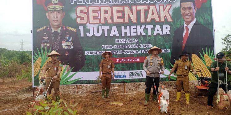 Penanaman Jagung Serentak, Tanbu Siapkan Areal Tanam 150 Hektare
