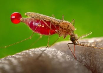 Awas Gejala Chikungunya, Bikin Tulang Sakit dan Ngilu