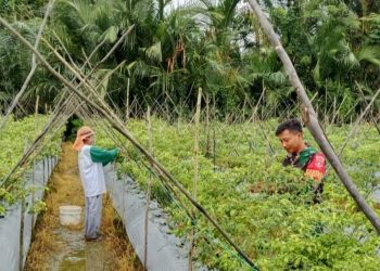 Hadapi Tantangan Cuaca Ekstrem, Babinsa Bantu Petani Cabai