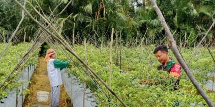 Hadapi Tantangan Cuaca Ekstrem, Babinsa Bantu Petani Cabai