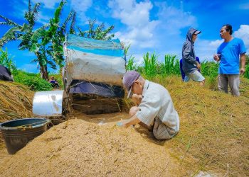 Serapan Gabah Petani Rendah, Bulog Harus Perluas Jangkauan Pembelian hingga Pelosok