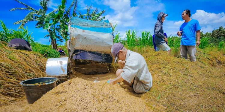 Serapan Gabah Petani Rendah, Bulog Harus Perluas Jangkauan Pembelian hingga Pelosok