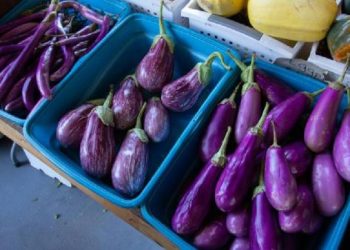 Manfaat Terong untuk Lansia, Awet Muda hingga Cegah Pikun