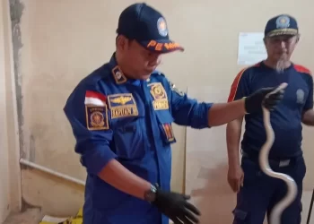 Petugas Damkar Tanbu Evakuasi Ular Paikat dari Klinik