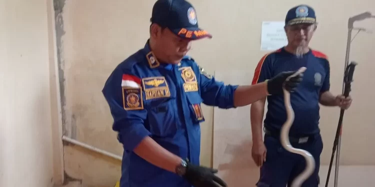 Petugas Damkar Tanbu Evakuasi Ular Paikat dari Klinik