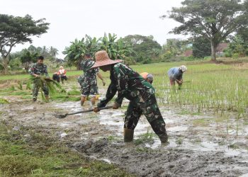Tanam Padi, Kodim HST Dukung Program Ketahanan Pangan