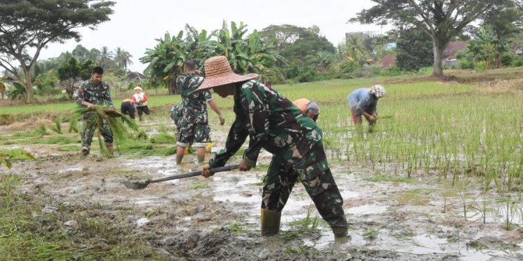 Tanam Padi, Kodim HST Dukung Program Ketahanan Pangan