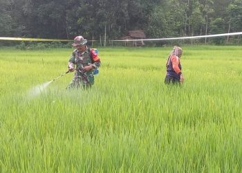Dukung Swasembada Pangan, Babinsa Batu Benawa Dampingi Petani Semprot Padi