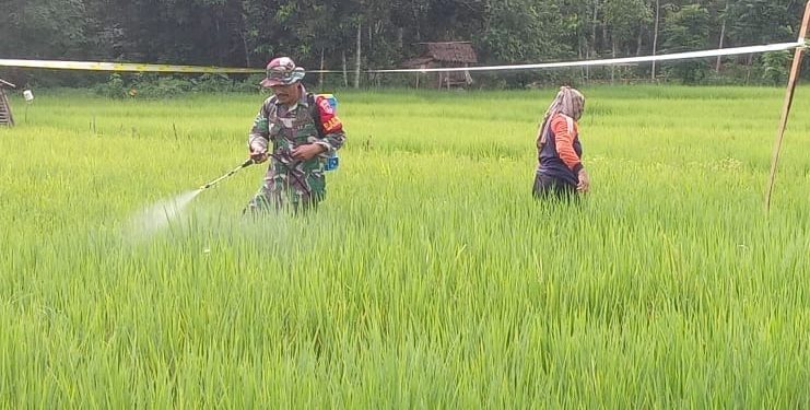 Dukung Swasembada Pangan, Babinsa Batu Benawa Dampingi Petani Semprot Padi